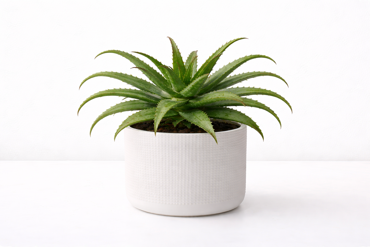 aloes w donicy