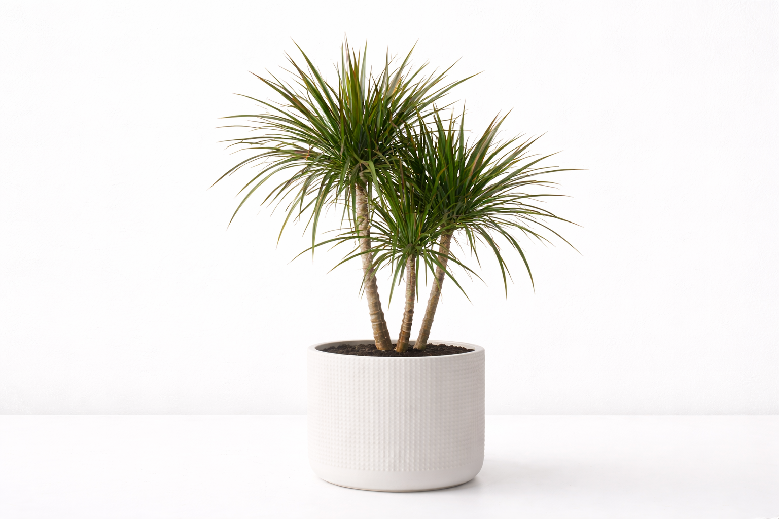 dracena w donicy