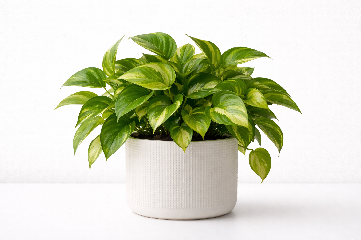 epipremnum w donicy