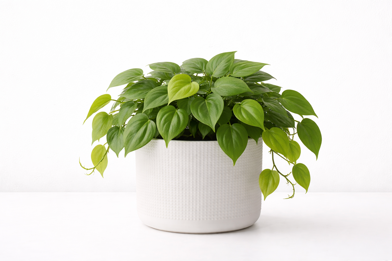 filodendron w donicy