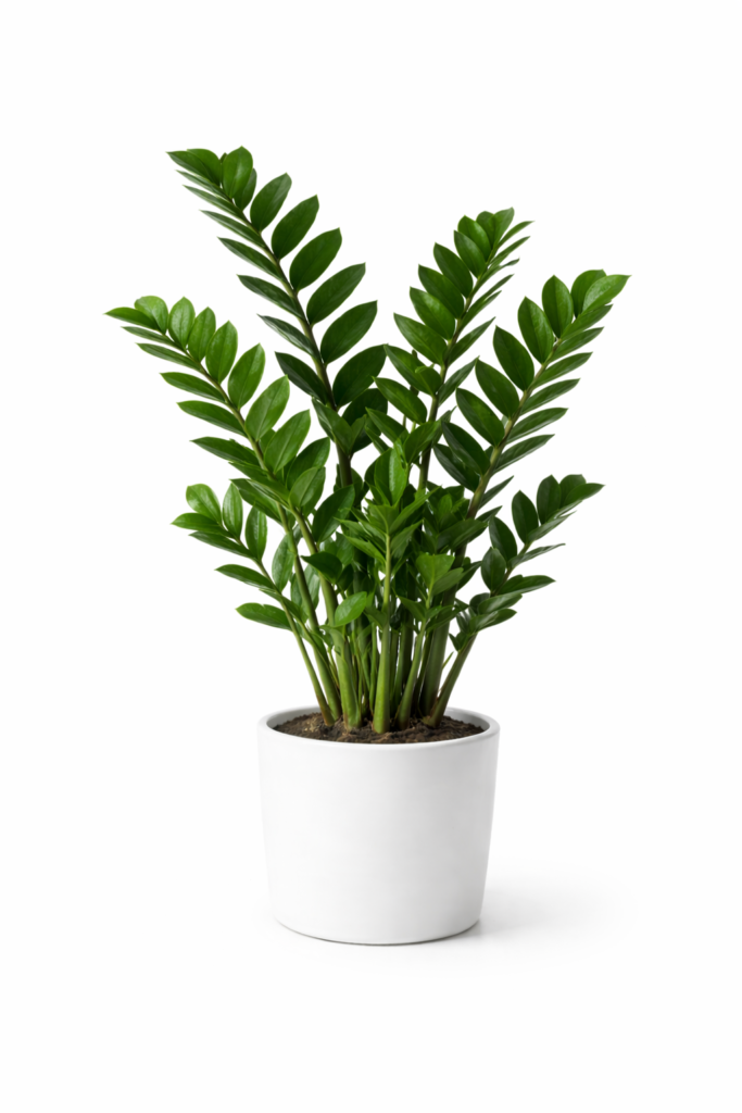 Zamioculcas